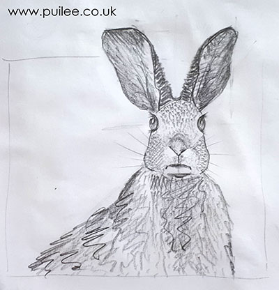 Rabbit (2021) pencil on paper by Artist Pui Lee